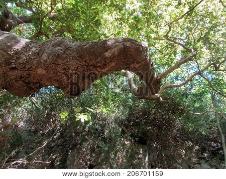 An ancient tree in Gliki Park, at the springs of the Aheron River, Greece.