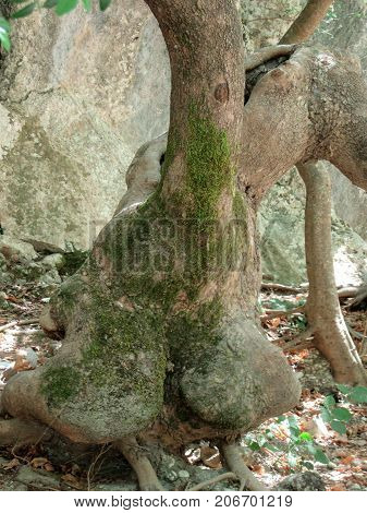 An ancient tree in Gliki Park, at the springs of the Aheron River, Greece.