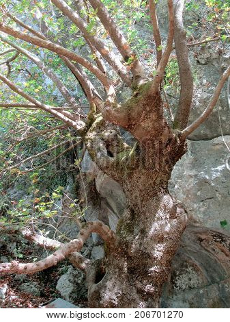 An ancient tree with a mythical appearance of a monster leaning against the rock