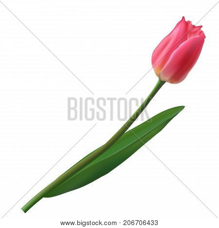 Realistic flower Tulip. The Tulip Vector eps10. Stock vector.