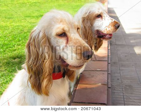 Cocker Spaniel Puppies