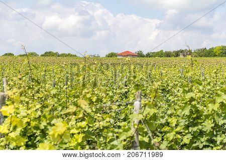 winegrowing scenery around Loerzweiler in the Rhineland-Palatinate in Germany at spring time