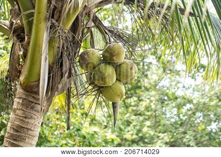 Coconuts And Palm Tree