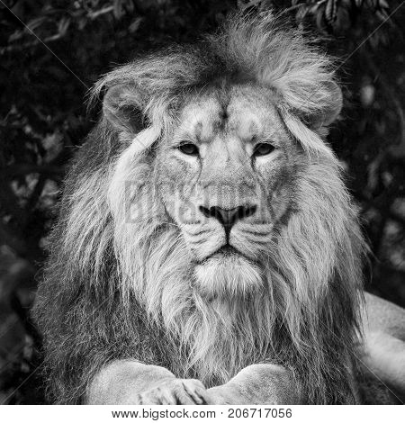 Beautiful Portrait Of Asiatic Lion Panthera Leo Persica In Black And White
