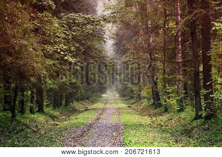 Autumn forest landscape. Path in park with yellow fallen leaves and trees
