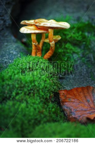 Poisonous fly agaric toadstool in moss in forest