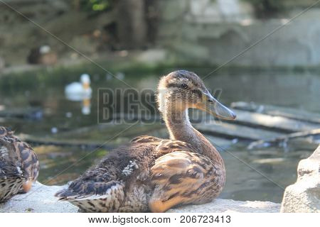 This duck is in the farm's garden, trying to oversee the other ducks,in thei habitat, and it is resting off.