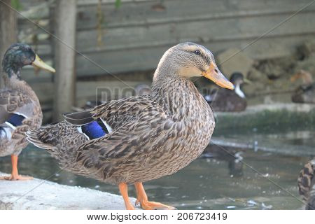 The duck oversees the area of the artificial lake, and the ohter ducks