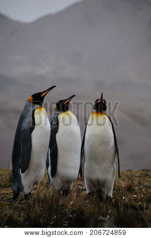 Fortuna Bay, South Georgia, is home to one of the largest King Penguin Rookeries on the Island. Here, three King Penguins are engaged in a courtship ritual.