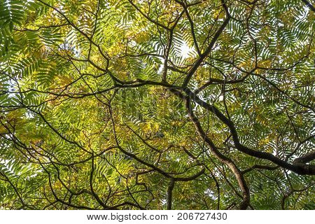 Green leaves from below of staghorn sumac, Rhus typhina