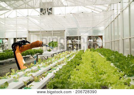 smart robotic in agriculture futuristic concept robot farmers (automation) must be programmed to work in the vertical or indoor farm for increase efficiency growing a seed harvesting reduce time