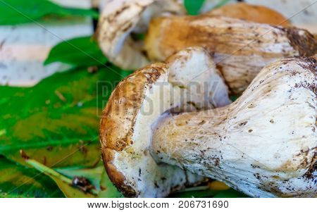 color image of forest Mushroom Boletus close-up