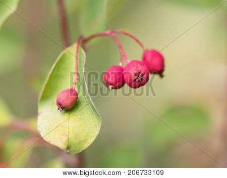 red berries on a bush in nature