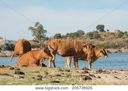 Spanish cows of retinta breed, drinking and eating grass on Barruecos zone, Caceres, Spain