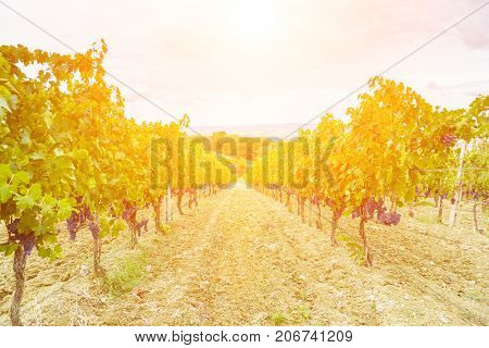 grape harvest at sunset - autumn Tuscany Italy