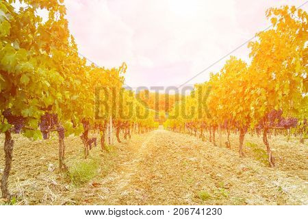 grape harvest at sunset - autumn Tuscany Italy
