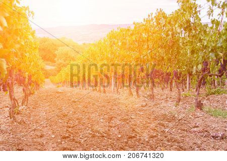 grape harvest at sunset - autumn Tuscany Italy
