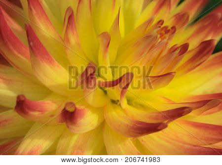 Dahlia Weston Spanish Dancer colourful flower as viewd with macro photography.