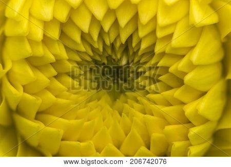 Beautiful closeup of a yellow Dahlia flower.