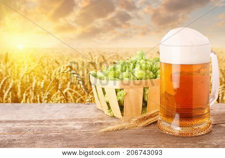 Glass mug of beer with foam, fresh green hops in basket, ears of barley on table against golden field on sunset. Light beer with summer landscape. Copy space. Brewing concept
