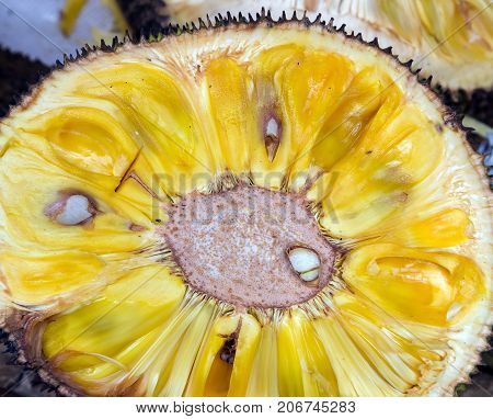 Durian half slice nature backgrounds royalty free photostock photos