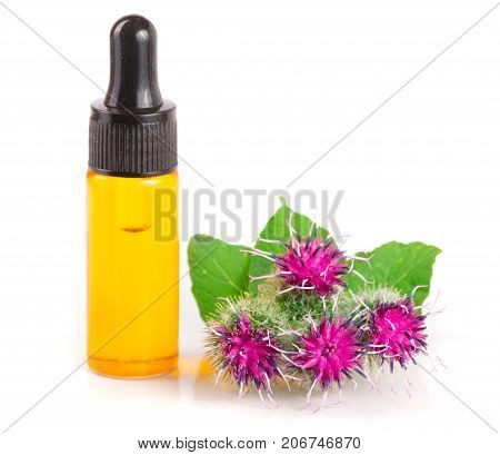 burdock oil in glass bottle and burdock flowers isolated on white background.