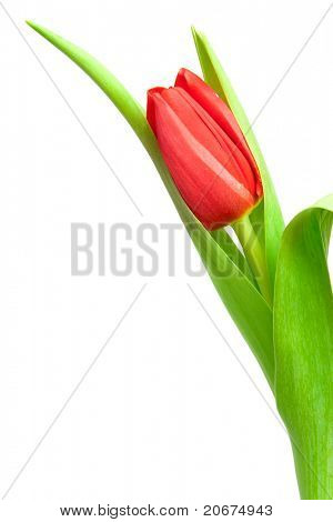 jeden červený Tulipán izolovaných na bílém