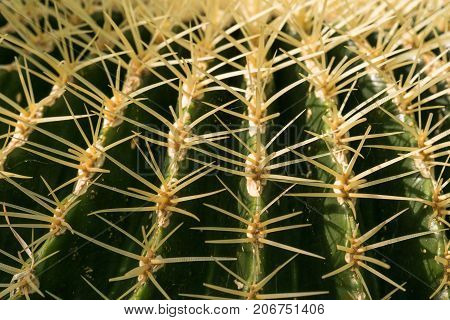 Echinocactus grusonii, Cactaceae, Golden barrel Cactus in Birmingham botanical gsrdens.