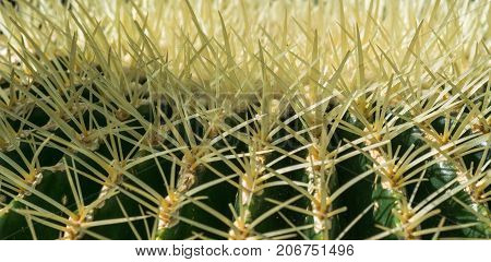 Echinocactus grusonii, Cactaceae, Golden barrel Cactus in Birmingham botanical gsrdens.