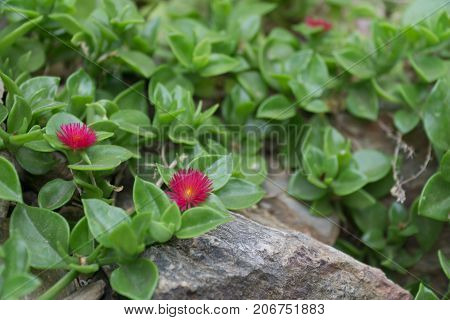 beautiful little green plant with pink flower