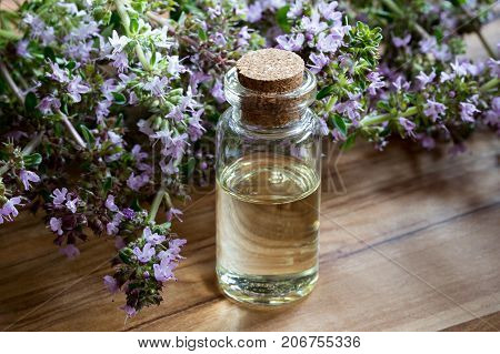 A bottle of thymus serpyllum (creeping thyme) essential oil with fresh blooming thymus serpyllum twigs