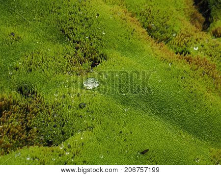 Water drops on the green field of moss with light reflectionlook strange fresh and beautiful.