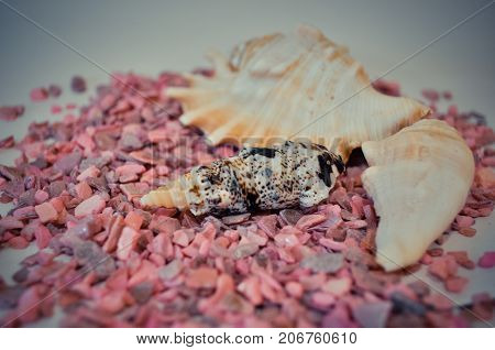 one or a set of several different shells on a pink small stones