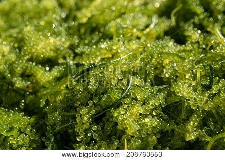 Sea Grapes ( Green Caviar ) Seaweed, Healthy Food
