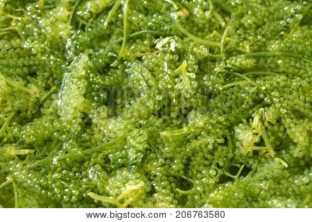 Sea Grapes ( Green Caviar ) Seaweed, Healthy Food
