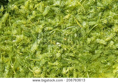 Sea Grapes ( Green Caviar ) Seaweed, Healthy Food