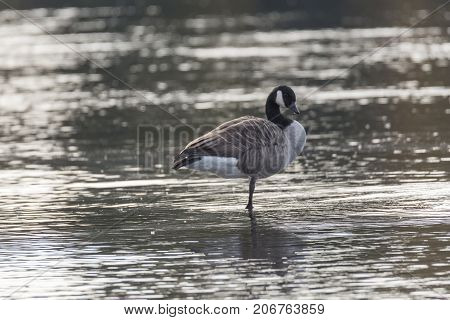 Canada Goose Standing on One Leg in water.