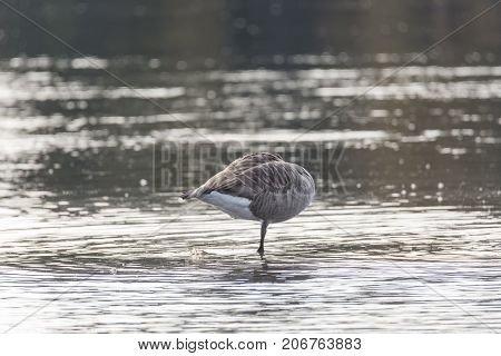 Canada Goose Standing on One Leg in water without head.