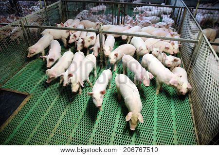 Cute newborn piglets living on an industrial animal farm