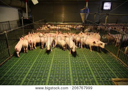 Cute Newborn Piglets Living On An Industrial Animal Farm