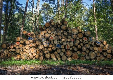 wood heap in the forest with tree in the back