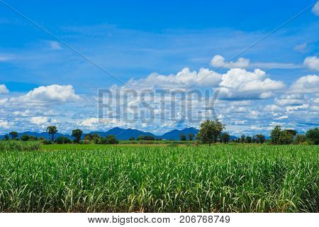 Sugarcane field in blue sky and white cloud in Thailand.