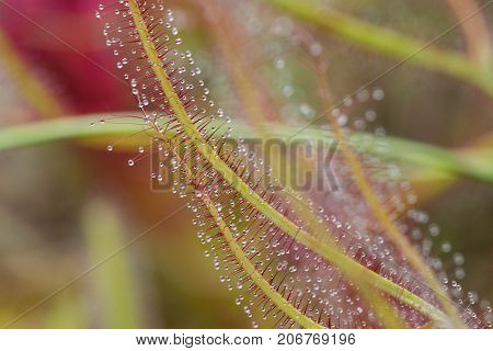 Close up of Sundew Drosera Capensis, carnivorous species of perennial sundew native to the Cape in South Africa.