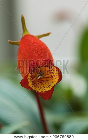 Colorful blooming red flower. with a green park background.