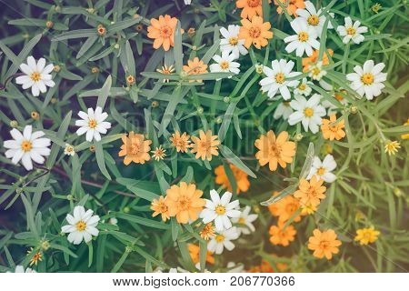 Top view beautiful Narrowleaf Zinnia blooming in garden.
