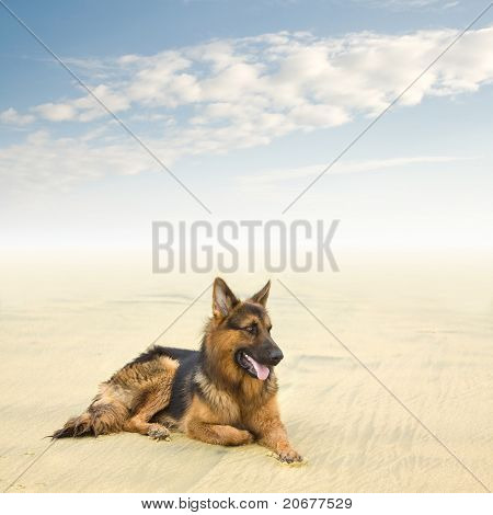 Sunde og glade schæferhund
