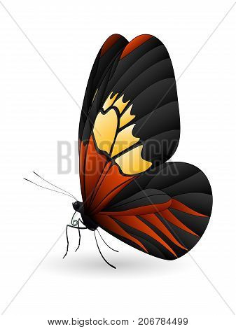 Beautiful butterfly isolated on a white background. Longwings or heliconians butterfly. 3D illustration