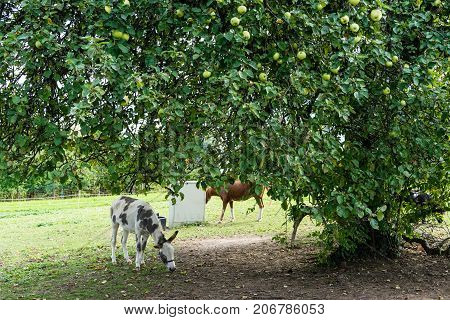 donking eating grass and apples on meadow under big tree in summer autumn