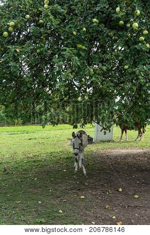 donking eating grass and apples on meadow under big tree in summer autumn