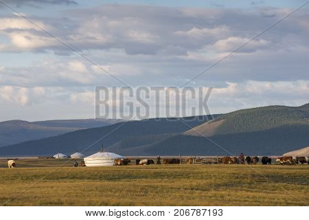mongolian family gers in a landscape of northern Mongolia